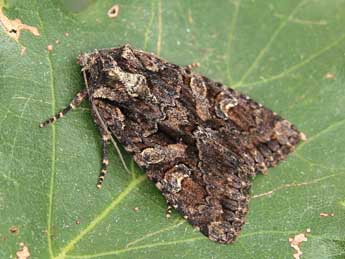 Dryobotodes tenebrosa Esp. adulte - �Lionel Taurand