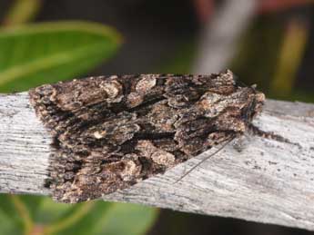 Dryobotodes tenebrosa Esp. adulte - �Philippe Mothiron