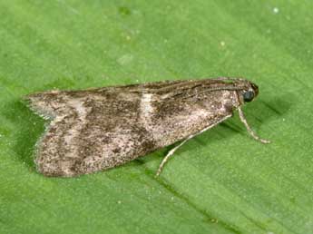 Assara terebrella Zck. adulte - �Philippe Mothiron