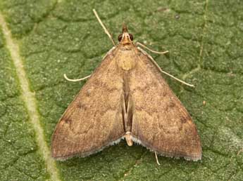 Anania terrealis Tr. adulte - �Lionel Taurand