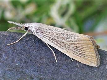 Pseudobissetia terrestrella Christoph adulte - �Friedmar Graf