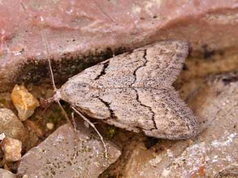 Nola thymula Mill. adulte - �Lionel Taurand