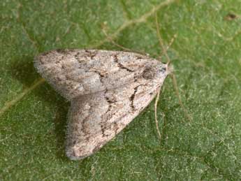 Nola thymula Mill. adulte - �Philippe Mothiron