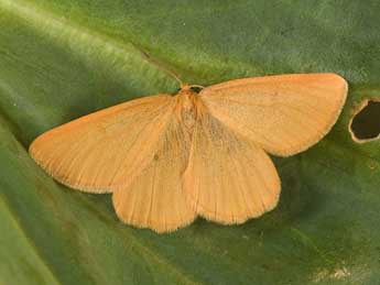 Crocota tinctaria Hb. adulte - �Philippe Mothiron