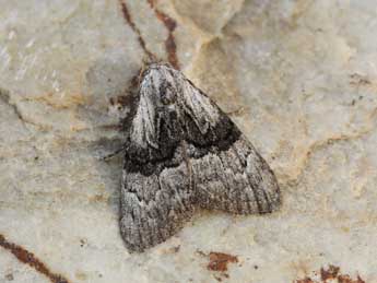 Meganola togatulalis Hb. adulte - �Lionel Taurand