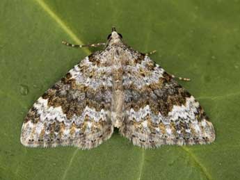 Coenotephria tophaceata D. & S. adulte - �Lionel Taurand