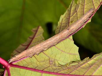  Chenille de Dysgonia torrida Gn. - �Paolo Mazzei