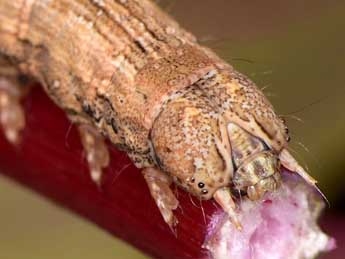  Chenille de Dysgonia torrida Gn. - �Paolo Mazzei