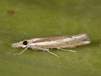 Agriphila trabeatella H.-S. adulte - �Philippe Mothiron