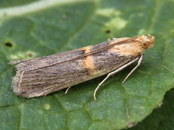 Oxybia transversella Dup. adulte - �Lionel Taurand