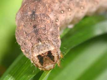  Chenille de Xestia triangulum Hfn. - �Philippe Mothiron