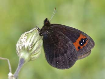 Erebia triarius Prun. adulte - �Lionel Taurand
