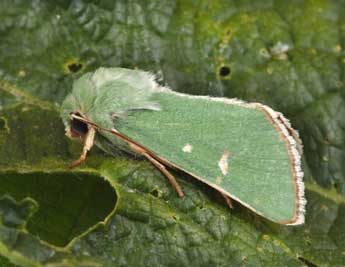 Calamia tridens Hfn. adulte - �Philippe Mothiron