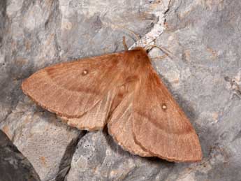 Lasiocampa trifolii D. & S. adulte - �Philippe Mothiron