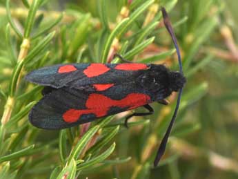 Zygaena trifolii Esp. adulte - �Philippe Mothiron