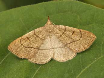 Paracolax tristalis F. adulte - �Lionel Taurand