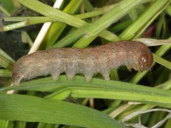  Chenille de Pseudenargia ulicis Stgr - �Wolfgang Wagner, www.pyrgus.de
