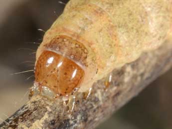  Chenille de Pseudenargia ulicis Stgr - �Wolfgang Wagner, www.pyrgus.de