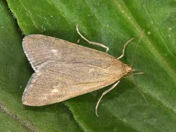 Udea uliginosalis Stph. adulte - �Philippe Mothiron