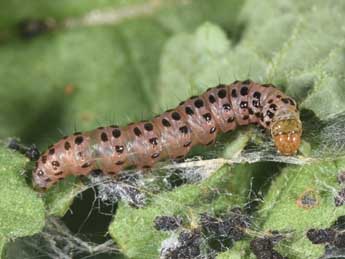  Chenille de Udea uliginosalis Stph. - �Philippe Mothiron