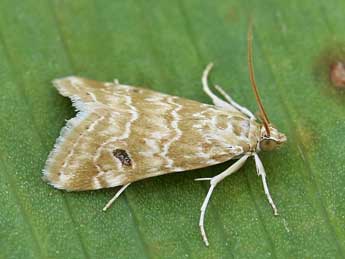 Hellula undalis F. adulte - �Lionel Taurand