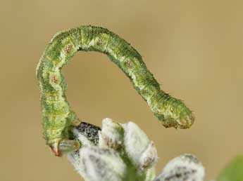  Chenille de Eupithecia unedonata Mab. - �Lionel Taurand