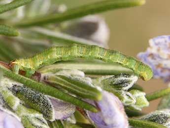  Chenille de Eupithecia unedonata Mab. - �Lionel Taurand