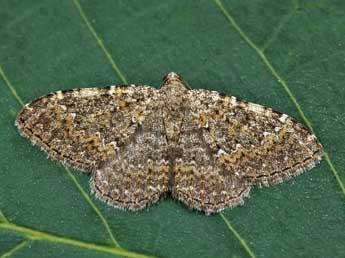 Cataclysme uniformata Bell. adulte - �Lionel Taurand