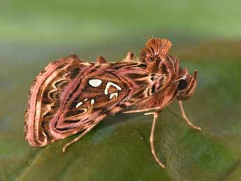 Panchrysia v-argenteum Esp. adulte - �Philippe Mothiron