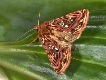 Panchrysia v-argenteum Esp. adulte - �Philippe Mothiron