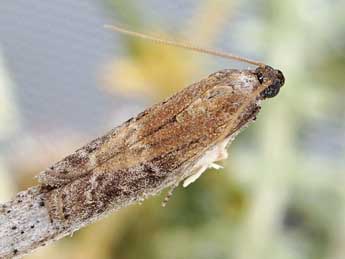 Euzopherodes vapidella Mann adulte - �Friedmar Graf