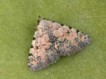 Metachrostis velox Hb. adulte - �Philippe Mothiron