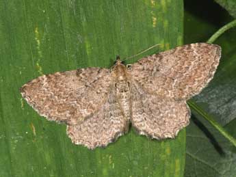 Philereme vetulata D. & S. adulte - �Philippe Mothiron