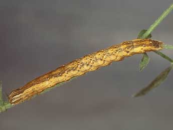  Chenille de Lygephila viciae Hb. - �Kimmo Silvonen
