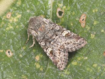 Brachylomia viminalis F. adulte - �Philippe Mothiron