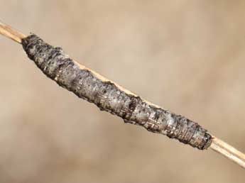  Chenille de Itame vincularia Hb. - �Heiner Ziegler