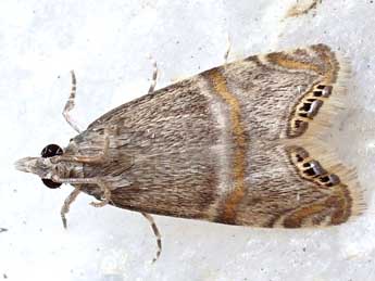 Euchromius vinculellus Z. adulte - �Friedmar Graf