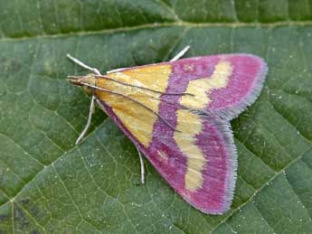 Pyrausta virginalis Dup. adulte - �Lionel Taurand