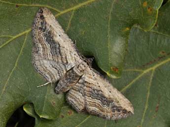 Horisme vitalbata D. & S. adulte - �Lionel Taurand