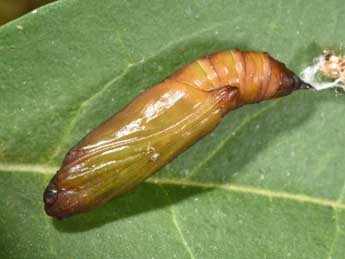  Chrysalide de Palpita vitrealis Rossi - �Philippe Mothiron