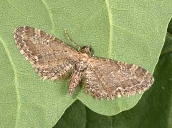 Eupithecia vulgata Hw. adulte - �Philippe Mothiron