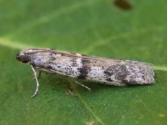 Ephestia welseriella Z. adulte - �Lionel Taurand
