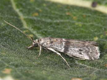 Ephestia welseriella Z. adulte - �Philippe Mothiron