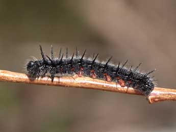  Chenille de Nymphalis xanthomelas D. & S. - �Heiner Ziegler