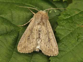 Leucania zeae Dup. adulte - �Lionel Taurand