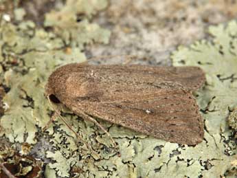 Leucania zeae Dup. adulte - �Lionel Taurand