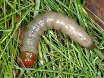  Chenille de Apamea zeta Tr. - �Wolfgang Wagner, www.pyrgus.de