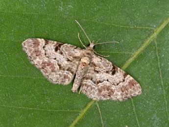 Eupithecia abietaria Gze adulte - �Philippe Mothiron