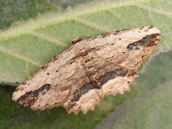 Menophra abruptaria Thnbg adulte - �Philippe Mothiron