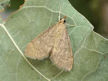 Udea accolalis Z. adulte - �Friedmar Graf